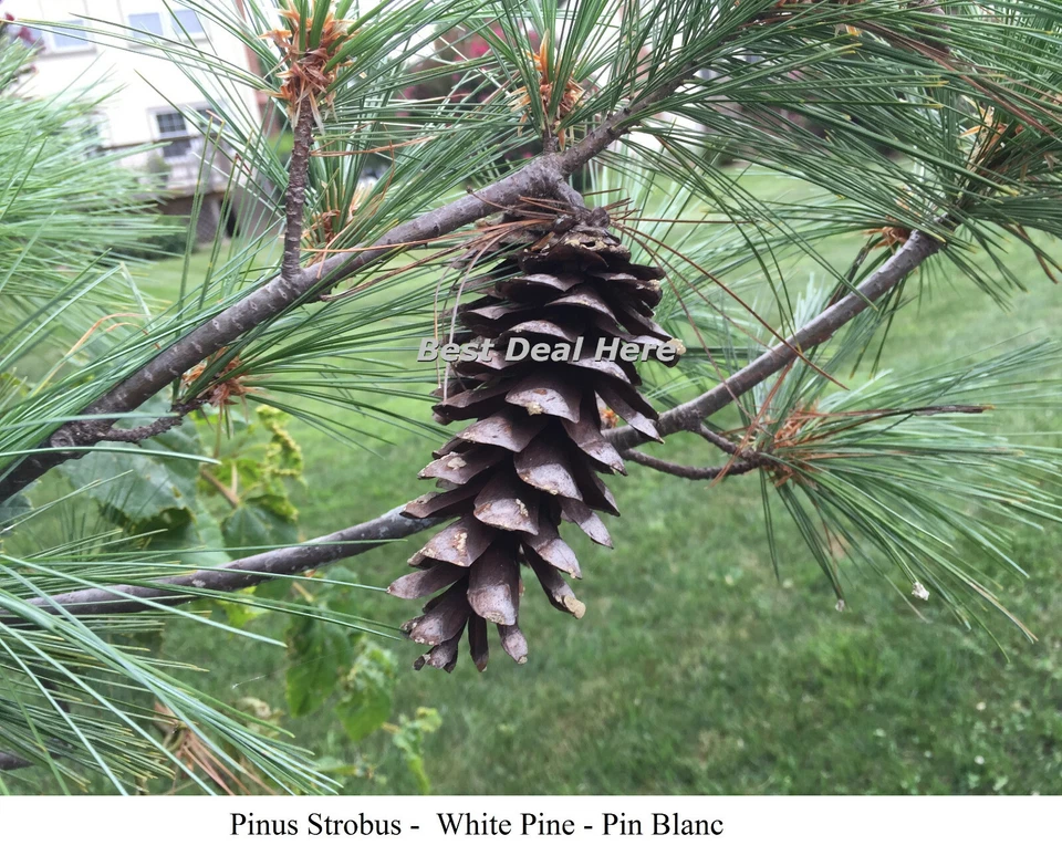 Seed PINUS STROBUS WHITE PINE Conifer Weymouth Seeds TREE Bonzai CANADA FAST Gro - Image 2 of 4