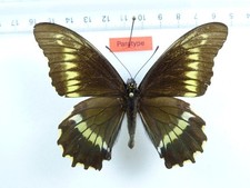 ENTOMOLOGY, BUTTERFLY: BATTUS MADYES ATAHUALPA MALE PARATYPE PERU