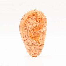 Human ear acupoint massage model Traditional Chinese medicine teaching