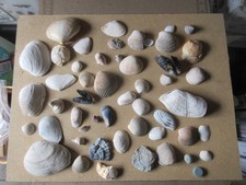 Konvolut versch. Muscheln - California (P 285)