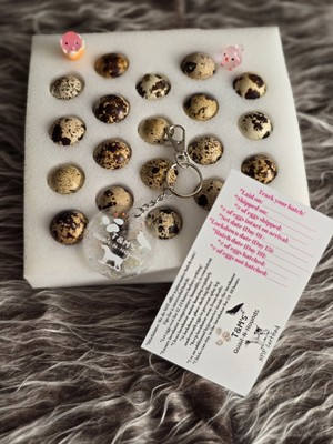 NPIP/AI Clean 20 RARE COLOR Coturnix Quail Eggs -  Pansy