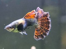 Red Dragon TRIO-Premium Grade Live Guppy