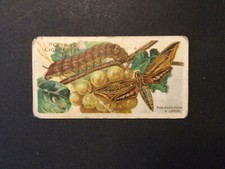 john player cards butterflies & moths 1904 #34