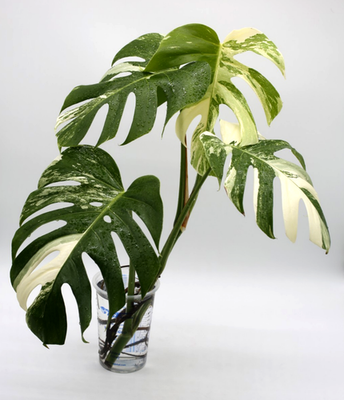 Monstera Albo Borsigiana Variegated Top Cutting Rooted | eBay