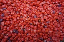 Food Plot Wildlife Seed Corn Roundup Liberty Ready 10 lbs 100 days FREE SHIPPING