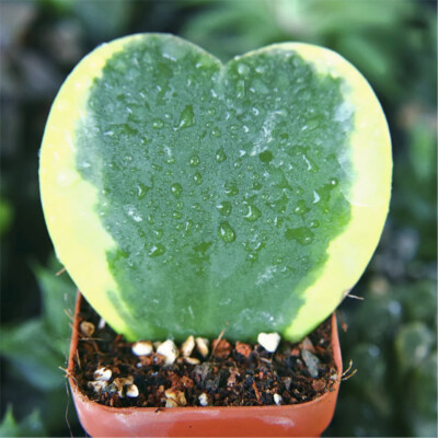 5CM Succulent Cactus Plant Hoya Cordata Heart-Shaped Apocynaceae Beautiful Plant