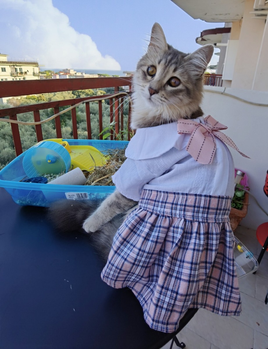 Vestiti Per Gatti Fai Da Te Divertenti Vestiti Per Gatti Per