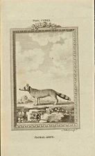 1785 copper engraving  -  buffons natural history.  "  jackal - adive "