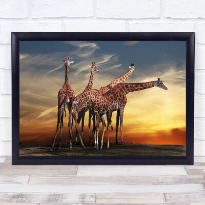 Giraffen Treffen Fauna Natur Tier Giraffe Sonne Sonnenuntergang Afrika rot Zoo Kunstdruck