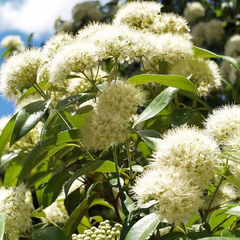 LEMON MYRTLE BACKHOUSIA CITRIODORA 1000 FRESH SEEDS SCENTED BULK WHOLESALE - Image 2 of 4