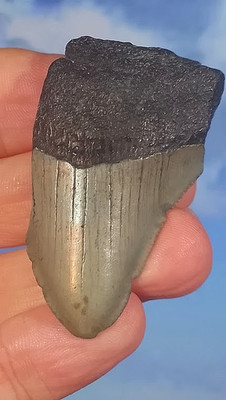 Megalodon Hai Fossil Zahn. 56mm. Verpackt. Wie abgebildet.  12-15 Millionen Jahre alt.