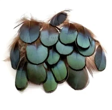 Green Black Lady Amherst Pheasant Feathers Body Neck Plumage 20 Pc 4" #1