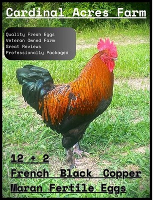 12 + 2 French Black Copper Maran Fertile Hatching Eggs