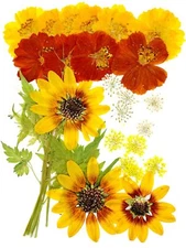 Big Dried Flowers for Resin Mold Pressed Flower Natrual Dry Leaves Plant Herb...