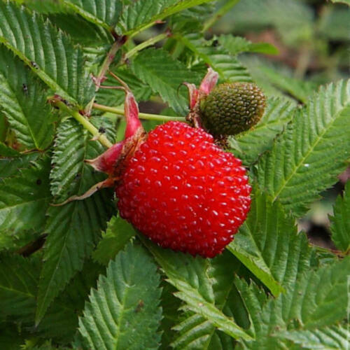 Japanese raspberry - Rubus illecebrosus 20+ Seeds - Graines - Semillas - G 112 - Picture 1 of 2