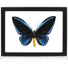 Ornithoptera for collectors | rare birdwing butterflies