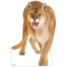 COUGAR Lifesize CARDBOARD CUTOUT Standee Standup Poster Mountain Lion Puma Cat