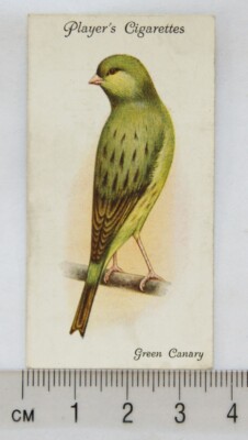 1933 John Player & Sons Voliere & Käfigvögel 8 grüne Kanarienvögel