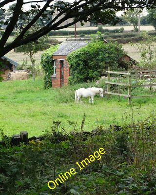 Photo 12x8 Small white horse near Flockton West of Lady Beatrice's Pl c2014