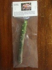 Plumeria Cuttings 10"-11" Frangipani  BUY 2 GET 1 FREE 