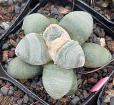 Raro Ariocarpus Fis Hybird 'Godzilla' lloydii WYSIWYG autoradicato