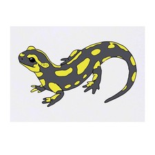 'Salamander' Temporary Tattoos / Transfers TO00039004 