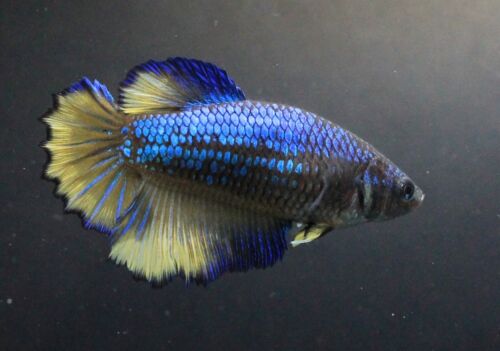 Live Betta Fish Pet Fancy Blue Yellow HM#1 Female Plakat Thai Girl Breed Rare AA - Picture 21 of 24