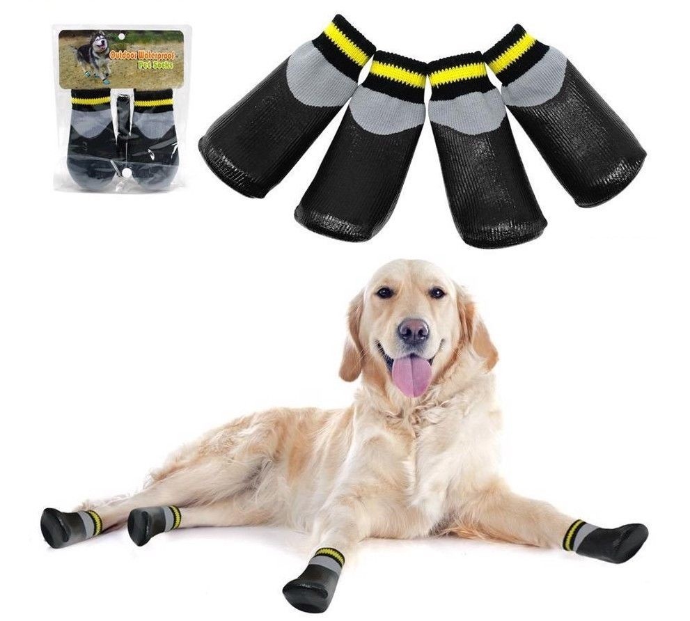 Can Dogs Wear Socks Outside