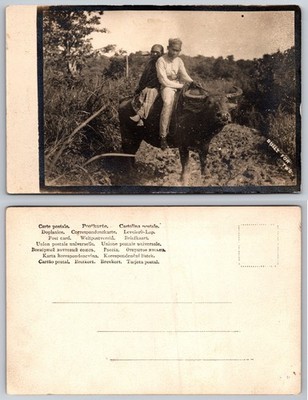 Man Riding Water Buffalo Forest Path Postcard