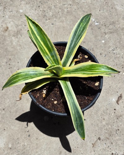 Agave Americana Spot - 11 in. diameter - Grown in the USA - Fast Shipping - Picture 3 of 3