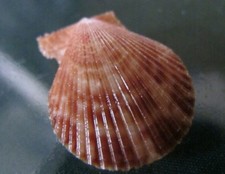 Chlamys Senatoria 24 mm GEM , baybi size gorgeous " CHOCOLATE " color beauty
