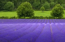TRUE ENGLISH LAVENDER VERA Lavender Augustifolia Vera Herb Flower 5,000 Seeds