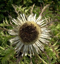 Silberdistel - Carlina acaulis
