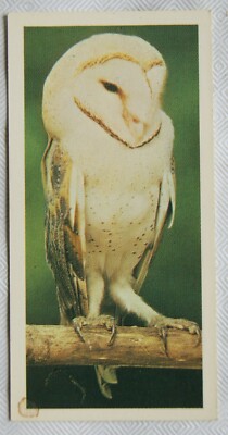 Craven Black Cat British Birds Karte Nr. 1976 Schleiereule 44