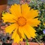 robinson_515