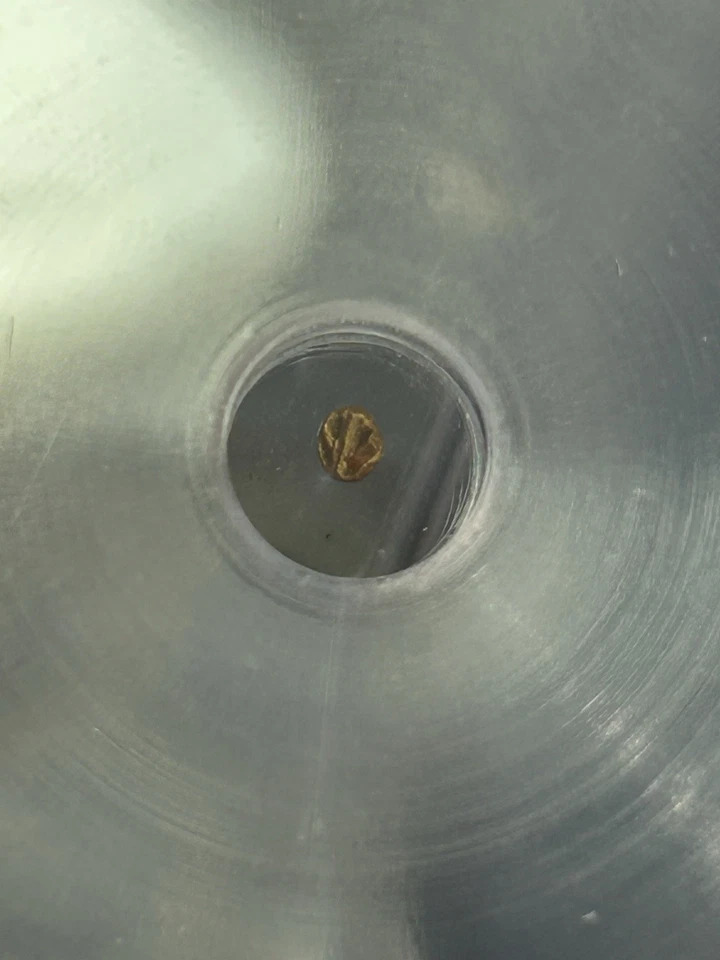 SASA Lot Of (10) 1336-1646 India Vijayanagara "World's Smallest Gold Coin" ICG - Image 4 of 4