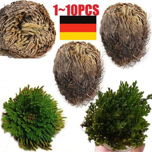 Auferstehung Rose - Jericho Live Magic Plant Dinosaurier Air Farn Spikes Moos'. - Picture 4 of 19