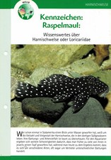 Harness Catfish or Loricariidae / Aquarium Info Card