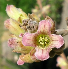Kalanchoe beharensis elephant's ear rare succulent exotic plant seed 15 SEEDS