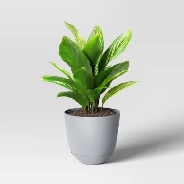 Maceta de plástico para interiores y exteriores - Room Essentials™ Foto 3 de 4