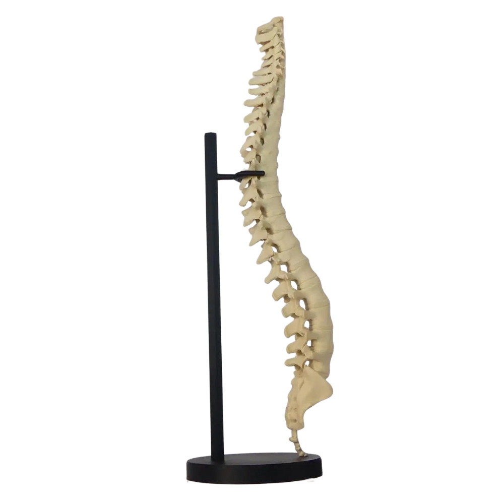 Spine Anatomical Model - Vertebral column Replica, Desk art for chiropractors