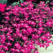 Lobelia Bush Red | Colourful Flowering Garden Ready Bedding Plants 10 Pack