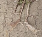 taxidermie taxidermy bois daim 1 liés par du fil de cloture