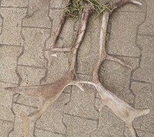 taxidermie taxidermy bois daim 1 liés par du fil de cloture