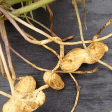 Peanut Seed: Virginia Jumbo Peanut Seeds 30 Seeds Fresh Seed
