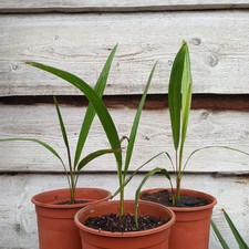 Trachycarpus ukhrulensis, 2 ltr. doniczka