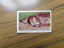  Dandy Gum 1969 Wild Animals H70 Forest Elephant Shrew - Elefantspidsmus