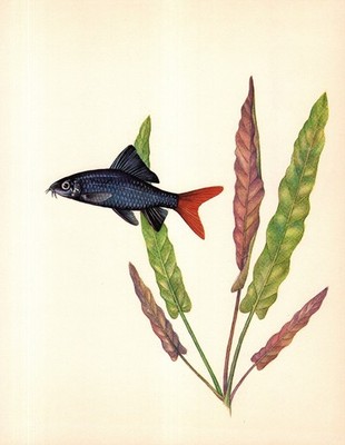 Vintage Tropical Fish Print Red Tailed Black Shark Aquarium Fish Art  6621-42