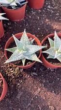3pcs Aloe tomentosa Garden Decoration Boutique.