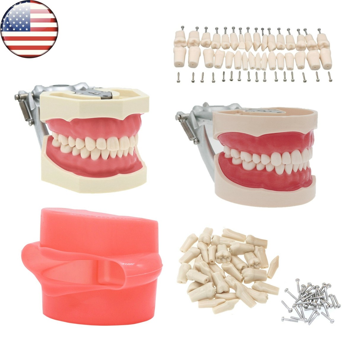 その他 NISSIN DENTAL MODEL Nissin Typodont Jaw Set - 300 Series - GNR300 - UL Original